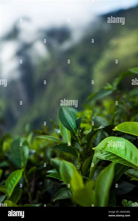 Fresh green tea plantation at Sri lanka Stock Photo - Alamy