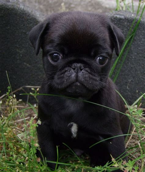 Pin em Black Pug Puppies