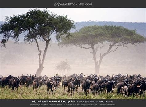 How to Get to Serengeti National Park – by Car & Flights