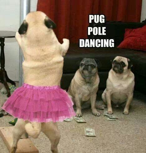 Pug pole dancing | Doggy Humour | Pinterest