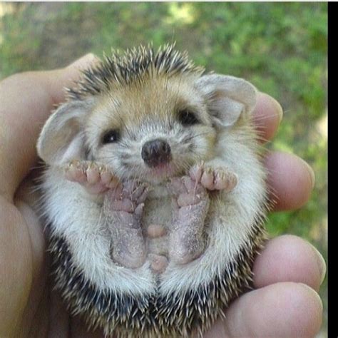 Baby Hedgehog Pictures, Photos, and Images for Facebook, Tumblr, Pinterest, and Twitter