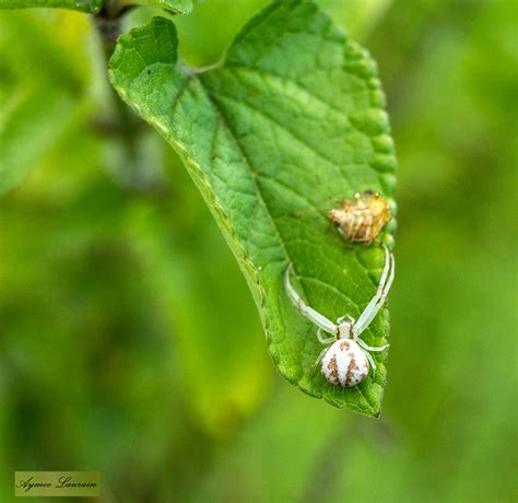 Northern Crab Spider – Imagine Our Florida, Inc