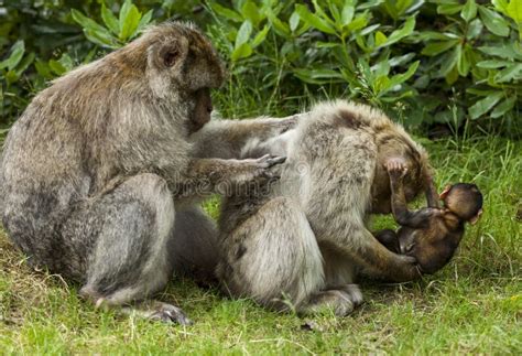 Barbary Macaques. stock image. Image of climbing, playing - 74684683