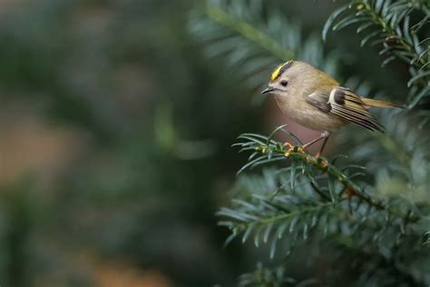 What Does It Mean to See a Kinglet? - birdmeanings.com