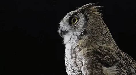 Owl Dramatic GIF - Owl Dramatic Turn - Discover & Share GIFs