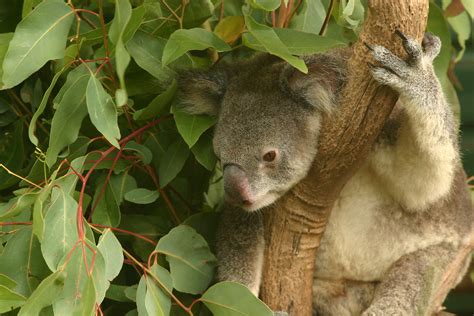 Koala at Lone Pine Sanctuary | Shot of a breeding koala toda… | Flickr