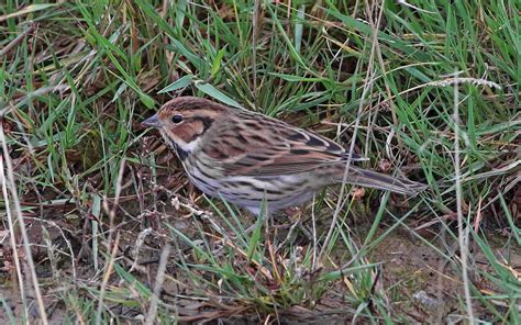 Little Bunting by John Hewitt - BirdGuides