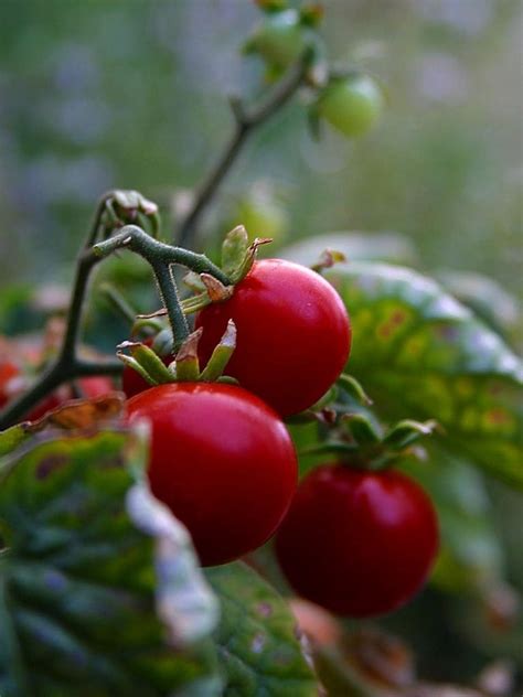 Free picture: cherry, tomatoes