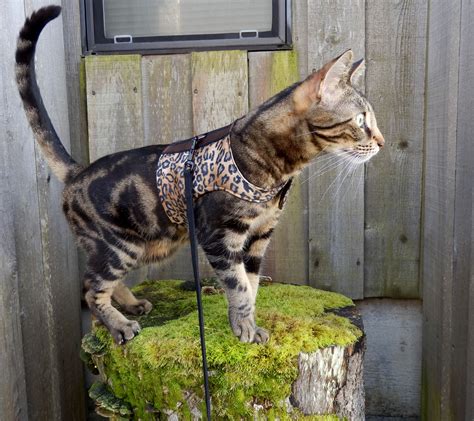 Harness Training Bengal Cat - lukasbragato