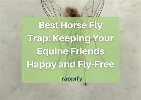 Best Horse Fly Trap: Keeping Your Home Fly-Free