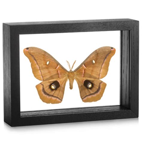 Framed Antheraea polyphemus Butterfly | Evolution Store