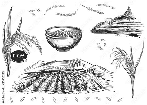 Detailed hand drawn black and white illustration set of rice grain, plant, field. sketch. Vector ...