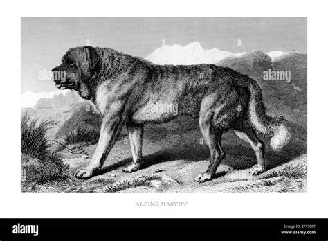 Portrait of an Alpine Mastiff Engraved Illustration Stock Photo - Alamy