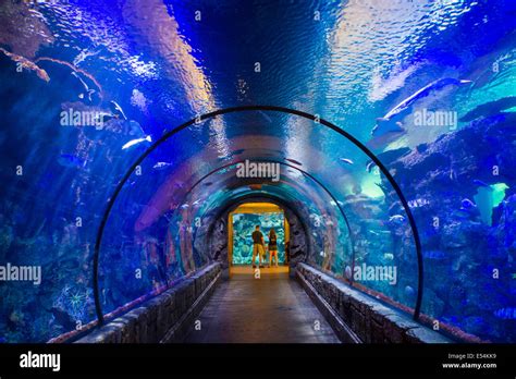 The Shark Reef Aquarium at Mandalay Bay hotel and casino in Las Vegas ...