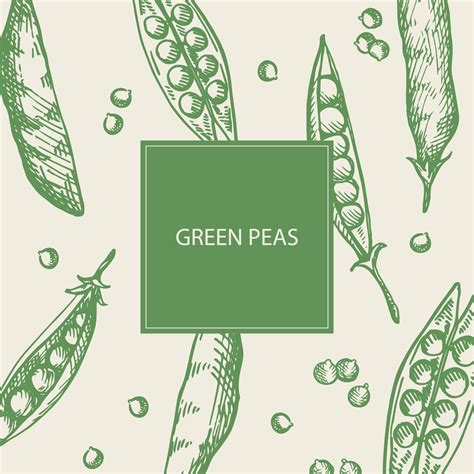 Pea label template background. Hand drawn frame backdrop with pea plants and grains, vector ...