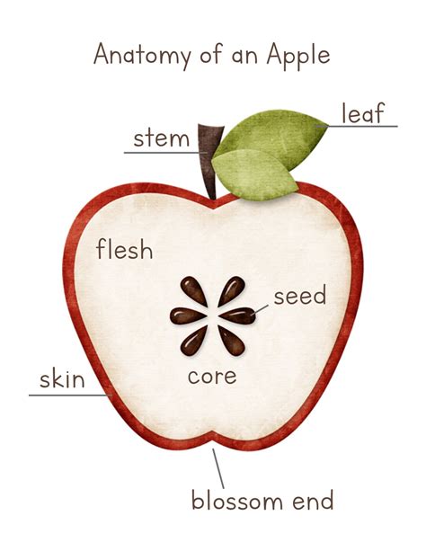 Apple Anatomy, Parts of an Apple Poster, Digital Print, INSTANT DOWNLOAD - Etsy