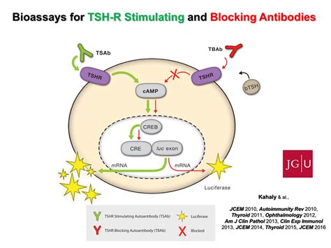 TSH-Receptor Antibodies