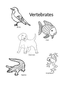 Vertebrates/Invertebrates Coloring by Lauran Deibert | TPT