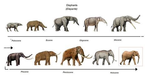 Principales Teorías Evolutivas - Bio&geo