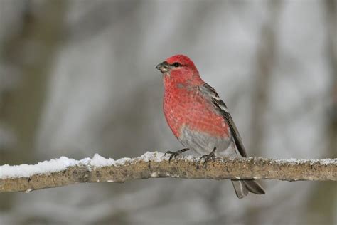 Pine Grosbeak | Celebrate Urban Birds