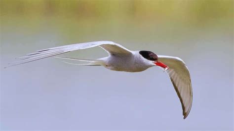 Arctic Terns' Migration May Help Them Cope with Climate Change