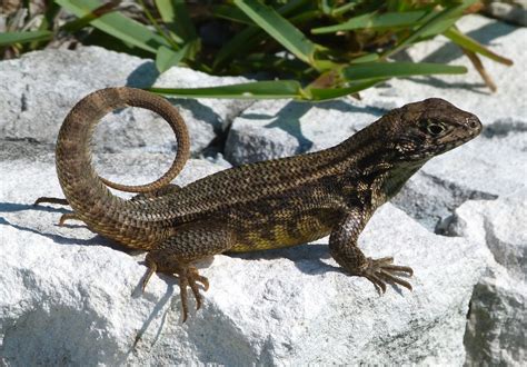 Curly Tail Lizards | ROLLING HARBOUR ABACO