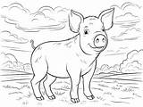Page 2  Photos Coloriages Cochons Pour Maternelle 9 000 De sketch template