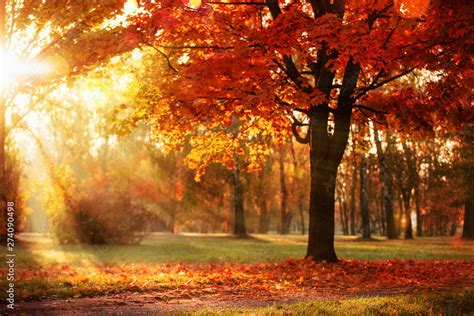 Autumn Landscape. Fall Scene.Trees and Leaves in Sunlight Rays Stock Photo | Adobe Stock