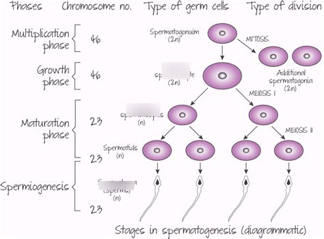 Spermatogenesis Diagram | Quizlet