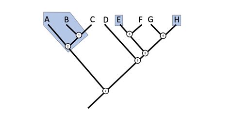 2.4 Phylogenetic Trees and Classification - Digital Atlas of Ancient Life