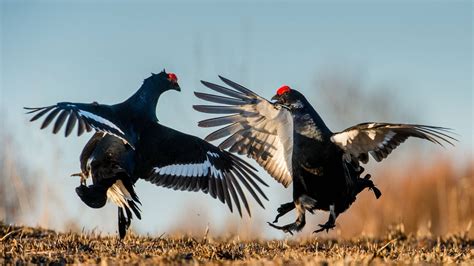 Wildlife Holidays in Estonia - Naturetrek