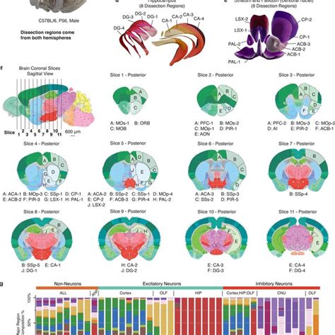 Brain dissection regions a, Schematic of brain dissection steps. Each ...