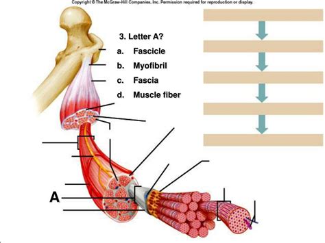 Non Striated Voluntary Muscle