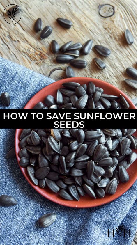 How to save sunflower seeds 🌻 🌱 From blooming beauty to bountiful harvest