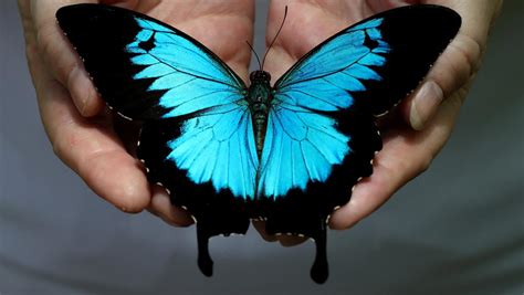 Ulysses butterfly decline goes global | Cairns Post