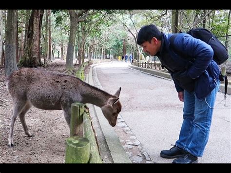 POLITE Bowing Deer of Nara Japan - YouTube