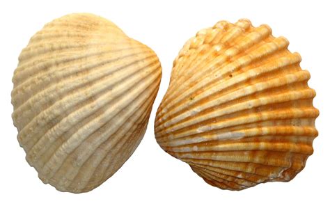 Free Transparent Sea Shells, Download Free Transparent Sea Shells png ...