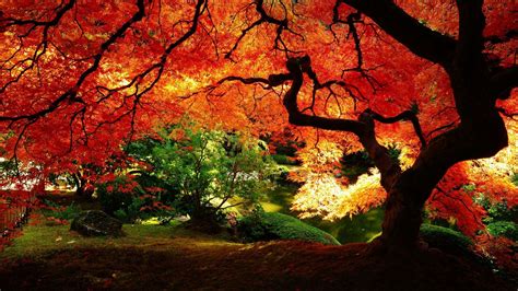 Beautiful autumn tree Wallpaper | Autumn landscape, Desktop wallpaper ...