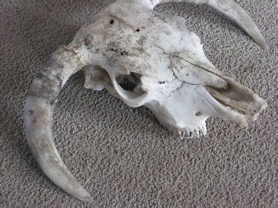 Giant Hereford Bull Animal Skull Cow Taxidermy Horns | #109348179