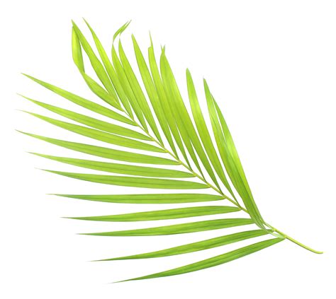 green palm leaf isolate on transparent background png file 9887424 PNG