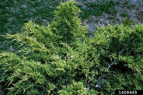 Chinese juniper (Juniperus chinensis)