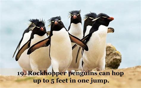 25 Fun Penguin Facts About Everyone's Favorite Flightless Birds