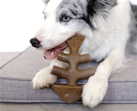 Benebone Fishbone Dog Chew Toy – luluspot