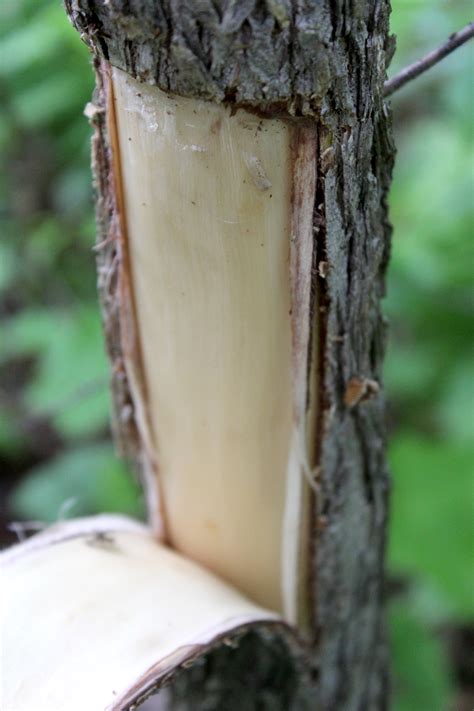 Harvesting and Using Slippery Elm Bark