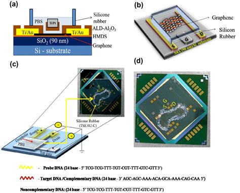 a schematic diagram of the graphene field effect transistor (gfeT) with ...