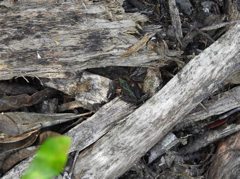 Cricket Frogs in March 2020 by Eric Blomberg · iNaturalist