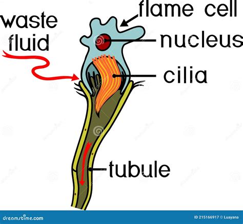 Planaria With Excretory System Protonephridia Isolated On White Background. Flatworm Flame Cell ...