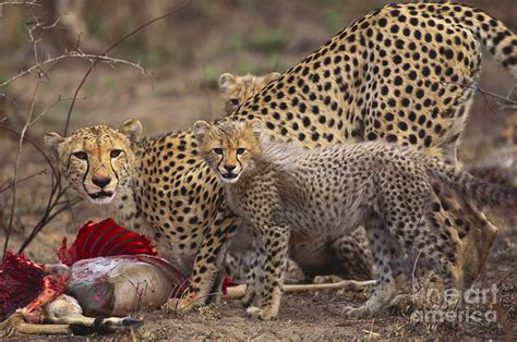 Cheetah And Cubs Eating Prey Photograph by Art Wolfe