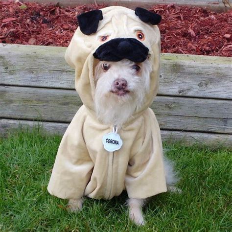 Funny Dog In A Pug Costume | Explore DaPuglet's photos on Fl… | Flickr - Photo Sharing!