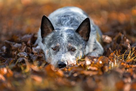 Blue Heeler Growth Chart – How Big Will Your Blue Heeler Get?